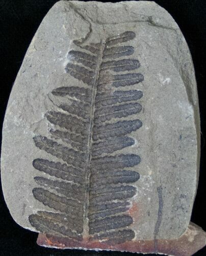 Million Year Old Fern Fossil #14517